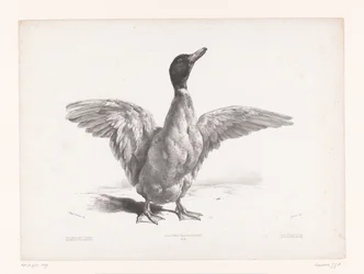 翼を広げたアヒルの研究 動物研究（シリーズタイトル） Petites études d