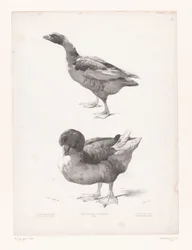 ガチョウとアヒルの研究 動物研究（シリーズタイトル） Petites études d