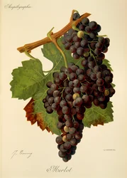 J. トロンシーのメルロー グレープ