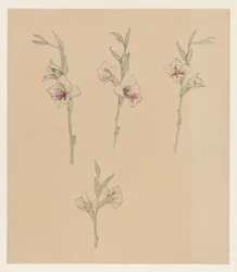 花学