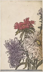 菊