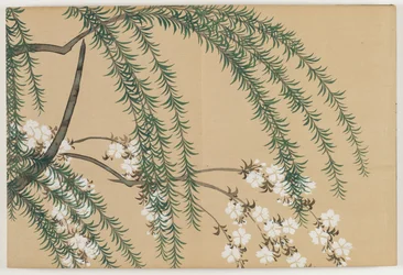 百世草（ももよぐさ）：柳と桜（やなぎざくら）