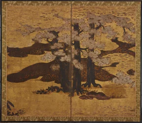 開花した桜 江戸時代（1580-1635年頃）。