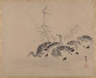 アヒルと葦、カリフォルニア州。 1650年。