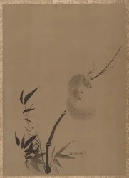 竹のリス、カリフォルニア州。 1650年。