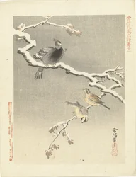 雪に覆われた枝に 3 羽の鳥 狩野常信 花鳥画（シリーズ名） 狩野常信課長画譜