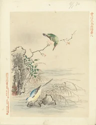 水の近くの鳥を見ているカワセミ 狩野常信 花鳥画（シリーズ名） 狩野常信課長画譜