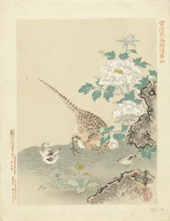 ウズラとひよこ 狩野常信 花鳥画（シリーズ名） 狩野常信課長画譜