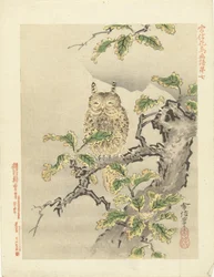 枝にフクロウ 狩野常信 花鳥画（シリーズ名） 狩野常信課長画譜