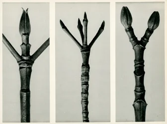 Cornus Nuttallii、1929（グラビア）