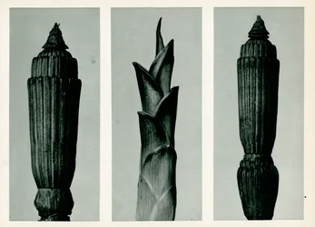 トクサ、1929年