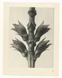 研究を計画する Archetypes of Art (シリーズタイトル)