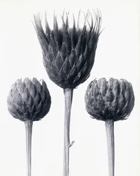 Serratula Nudicaulis（裸の茎のCommon Sawwort）、1928年頃（ゼラチンシルバープリント）