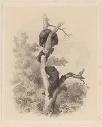 Les Ours (ベアーズ)
