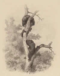 Les Ours The Bears、18581874。