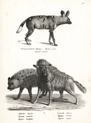 Cão selvagem africano, Lycaon pictus, hiena manchada, ameaçada de extinção, Crocuta crocuta e hiena listrada, Hyaena hyaena. Litografia de Karl Joseph Brodtmann da História Natural Ilustrada de Homens e Animais de Heinrich Rudolf Schinz