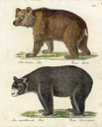 ヒグマとアメリカ熊（プリント）