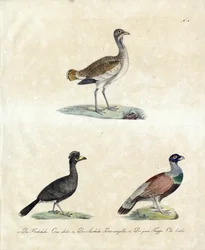 ヨーロッパの野鳥（印刷物）