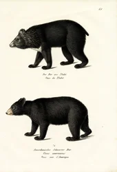 ヒマラヤツキノワグマ、1824年