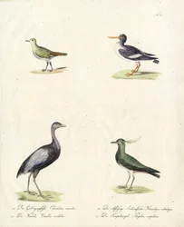 在来の渡り鳥と走り回る鳥（印刷物）