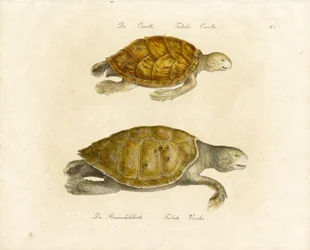 アカウミガメとアオウミガメ（印刷物）