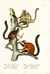 ホワイトフロントキツネザル、1824