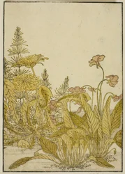 春の花 スミレとタンポポ 『清露美人合わせ姿鏡』より 1