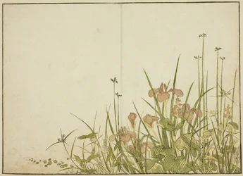 夏の花菖蒲と水芭蕉 著書『清露美人合わせ姿鏡』より 1