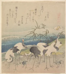 『元禄花仙 合体編』シリーズより「アシ・クラム」