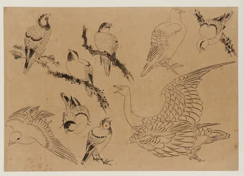 鳥類 江戸時代 18世紀後半～19世紀前半