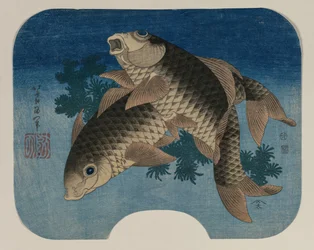 水草で泳ぐ鯉
