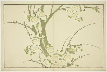 北斎写実画譜』より「花」 1814年頃（カラー木版画（アルバムシート