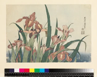 アイリスとバッタ、パブ。西村栄柔道、1832年頃（横絵-横組み、カラー木版画）