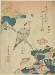 無題の花と鳥のシリーズより
