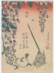 セキレイと藤、江戸時代、1834年（色木版画）