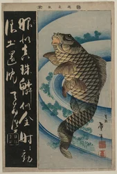 鯉と水草