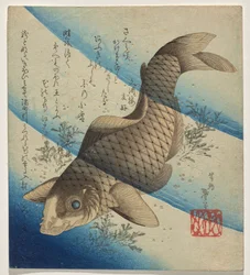 海苔の中を泳ぐ鯉