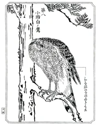 鷹、1898年。