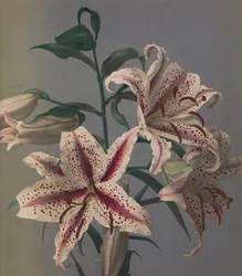 リリー、1896年（手彩色コロタイプ）