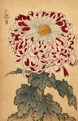 交配紅白匙菊、1893年（彫刻）