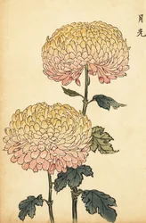 ハイブリッドゴールドとピンクのポンポン菊、1893年（彫刻）
