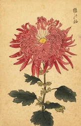 ハイブリッド ピンク クイル キク、1893 年 (彫刻)