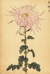 ハイブリッド ピンク スパイダー キク、1893 年 (彫刻)