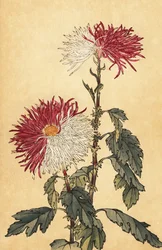 紫と白のハイブリッド クイル キク、1893 年 (彫刻)