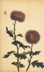 雑種紫菊、1893年（彫刻）