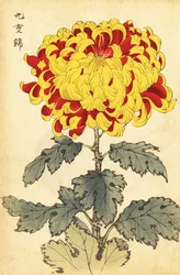 ハイブリッド緋色と黄色の菊、1893年（彫刻）