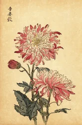 雑種の白とピンクの菊、1893年（彫刻）