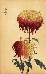 雑種の黄色、オレンジ、深紅の菊、1893 年 (彫刻)