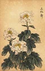 白とピンクのハイブリッド菊、1893年（彫刻）