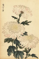 白とピンクのハイブリッド菊、1893年（彫刻）